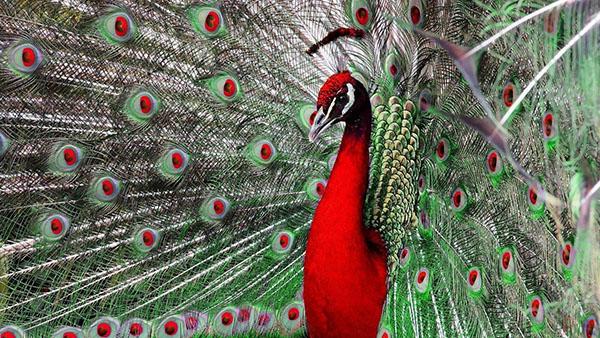 pavo real rojo