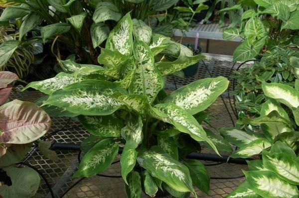 Variedades de Dieffenbachia