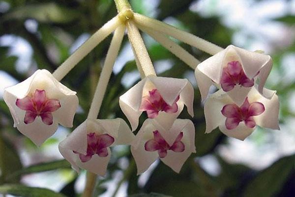 hoya hermosa