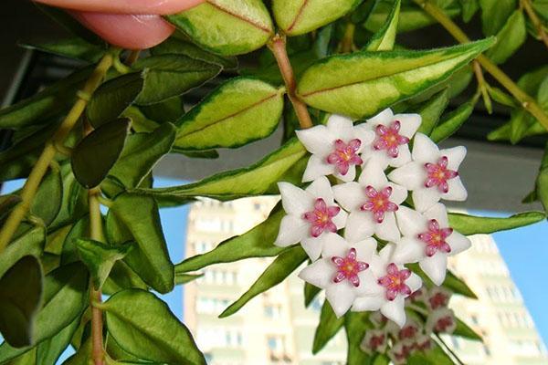 Hoya bella abigarrado