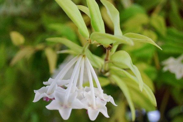 Hoya lanceolata ssp. Bella