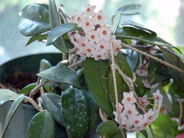 inflorescencias blancas