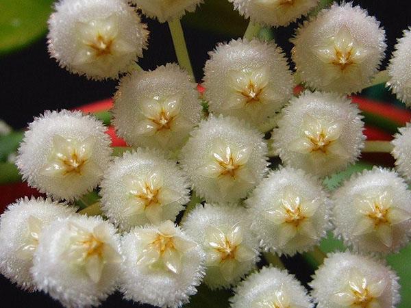 hoya lacunosa aburrido