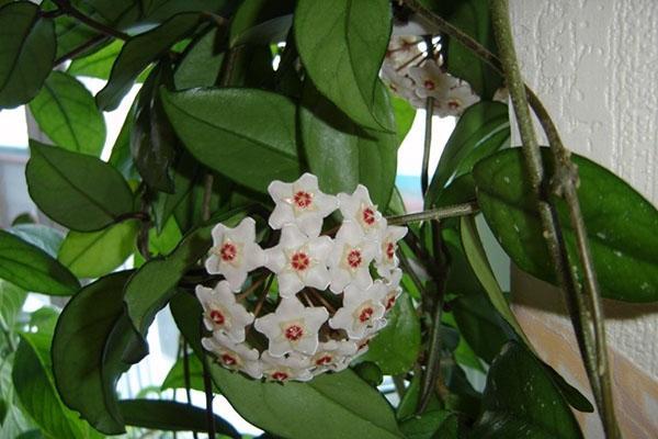 hoya carnoso