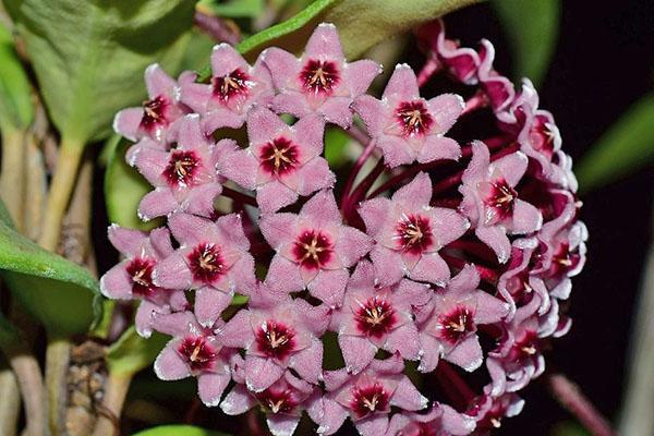 hoya reine cramoisie