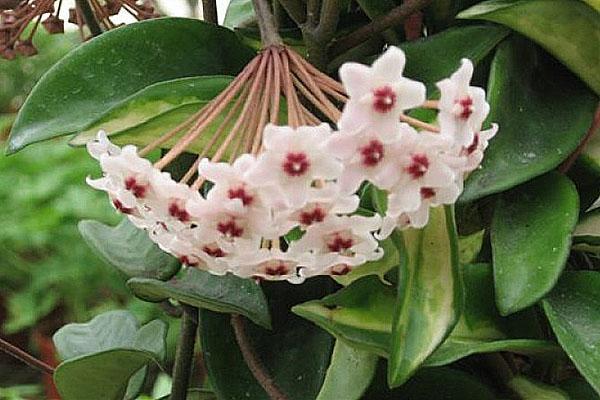 hoya alba