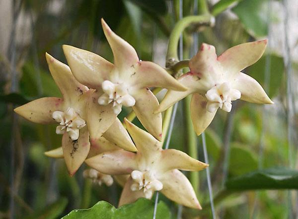 hoya palawan