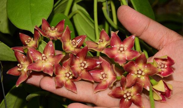 hoya borneo ed