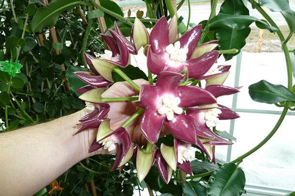 hoya raushii