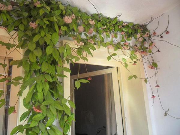 hoya en el interior de la casa