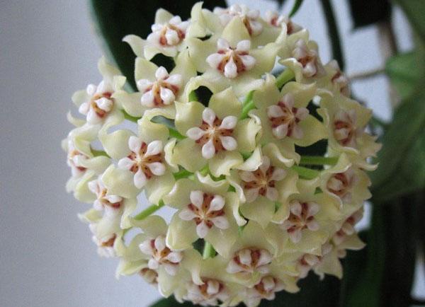 hoya globulosa