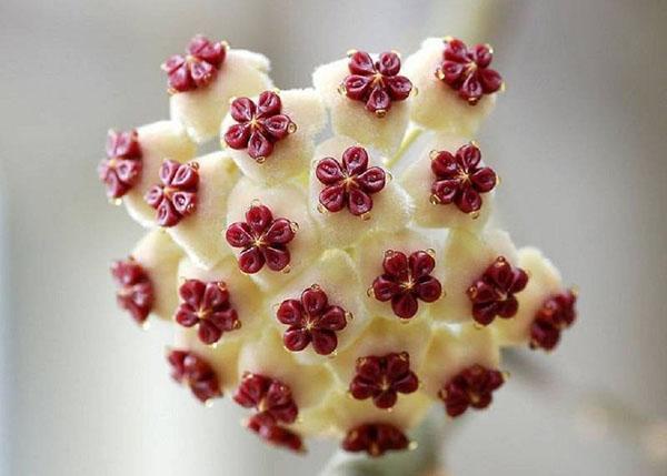 inflorescence de hoya