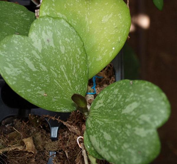 Hoya kerrii feuilles tachetées