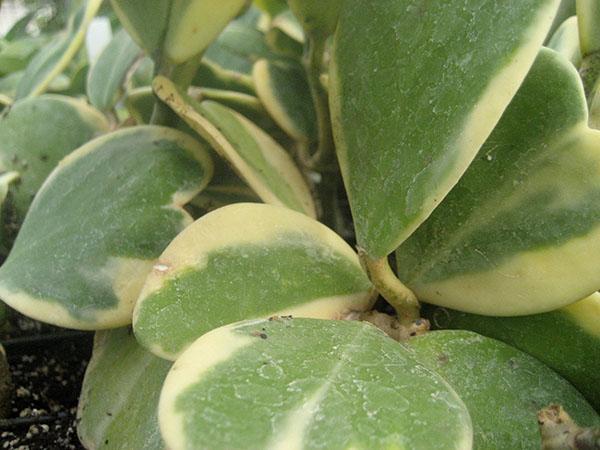 Hoya kerrii albomarginata