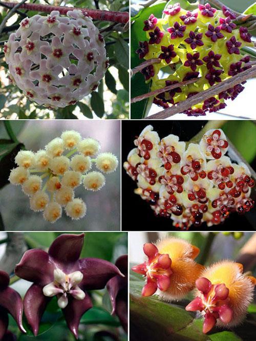 variedades hoya