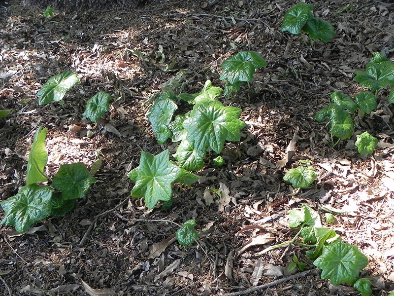 reproduction de la podophylle par segments de rhizomes