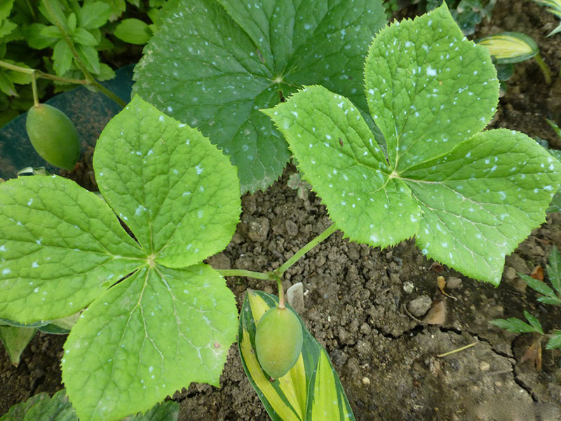 soins podophyllum dans le jardin