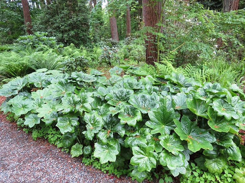 plantation de podophylle