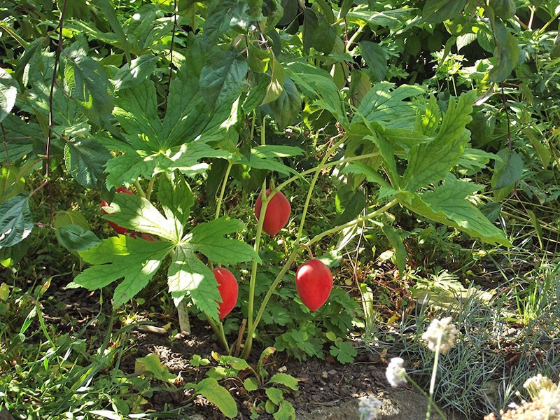 plante podophyllum dans le jardin botanique