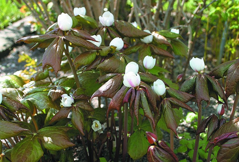 podophylle thyroïde