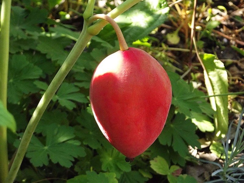 plante podophyllum Emoda