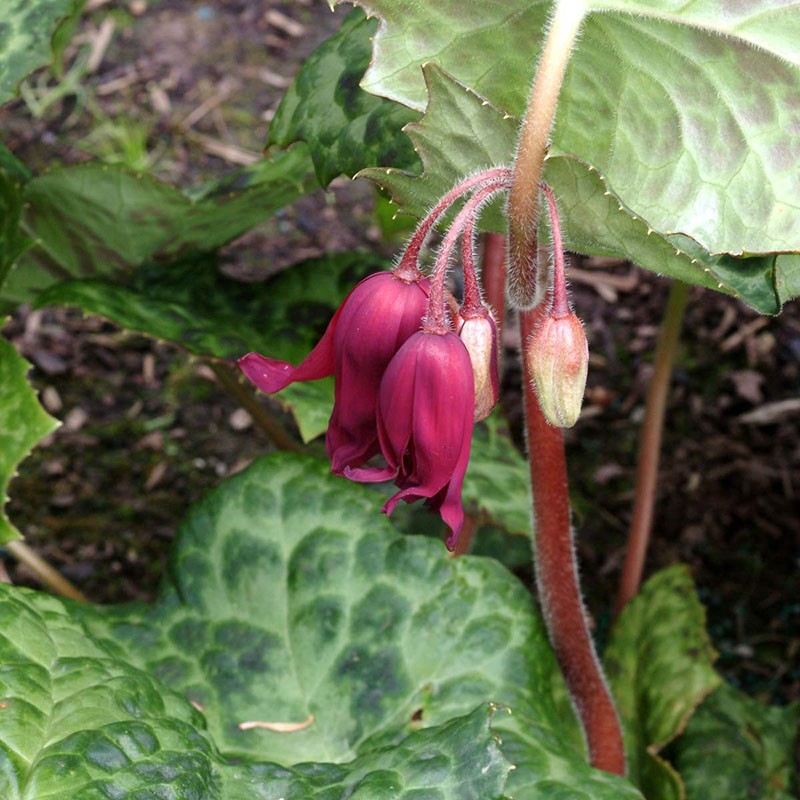 podophyllus tacheté pointillé