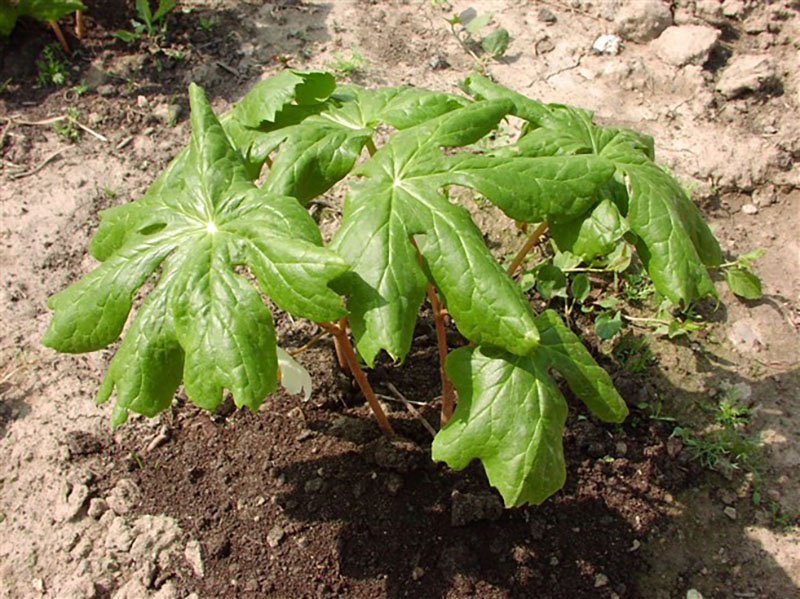 podophylle en croissance