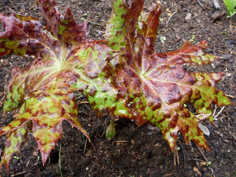 semis de podophyllum