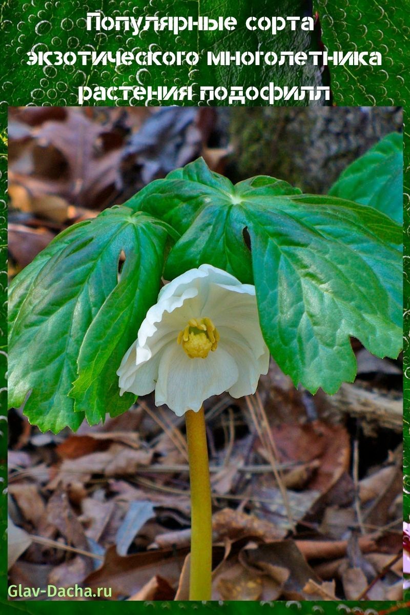 plante podophylle