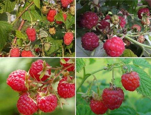 Variedades de frambuesa para Siberia.