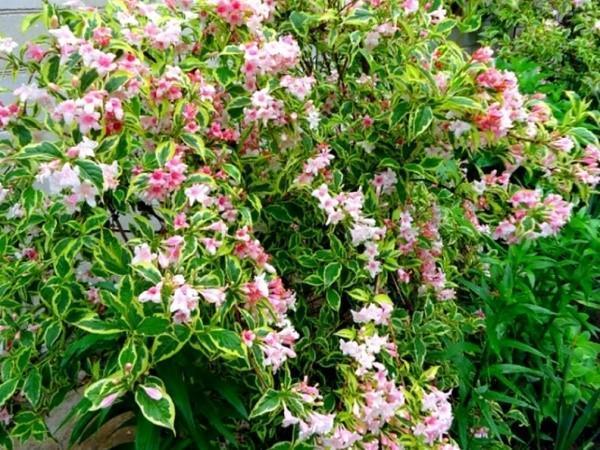 variedades weigela