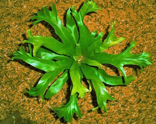 Amy de Asplenium