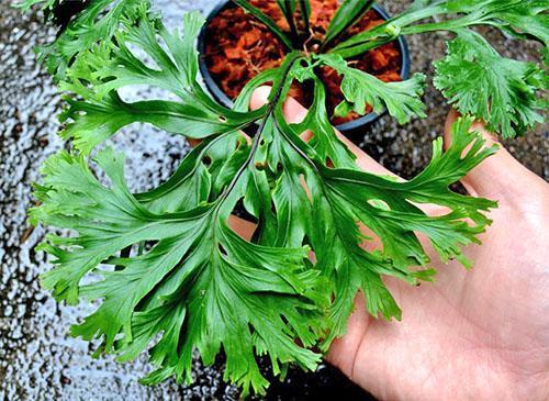 Asplenium nidus Filipinas híbrido