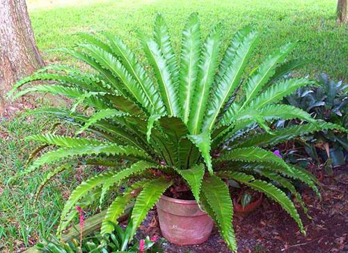 Asplenium Osaka