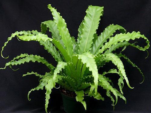 Asplenium Victoria