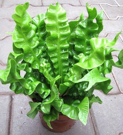 Asplenium Ondulations croquantes