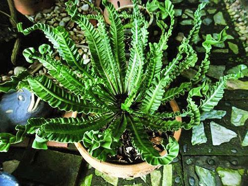 Asplenium nidus Cobra Suprême