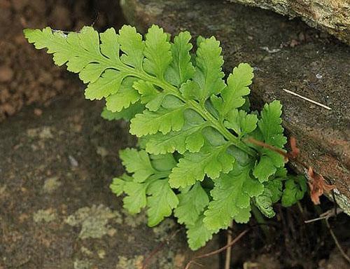 Asplenium negro (A. adiantum-nigrum)