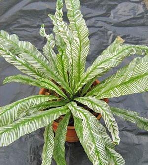 Asplenium nidus variegatum