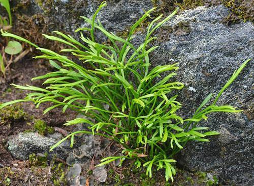 Asplenium nord ou bifurqué (A. septentrionale)