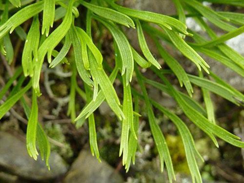 Las hojas del asplenium del norte se parten en dos