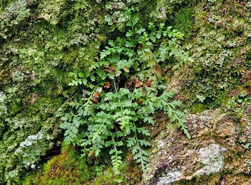 Asplenium montanum ou montagne (A. montanum)