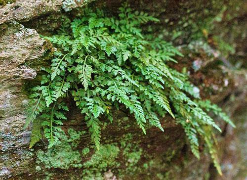 Asplenium Montanum es un pequeño helecho de hoja perenne