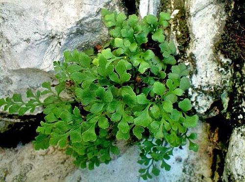 Asplenium ruta-muraria (A. ruta-muraria)