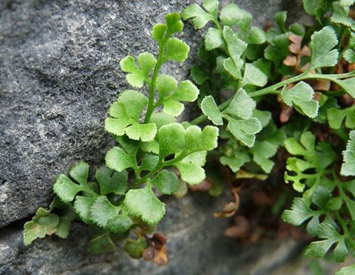 La altura del asplenium varía de 5 a 15 cm.