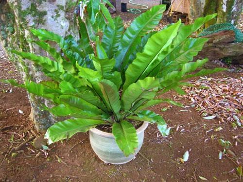 Nous cultivons l'asplenium à la maison