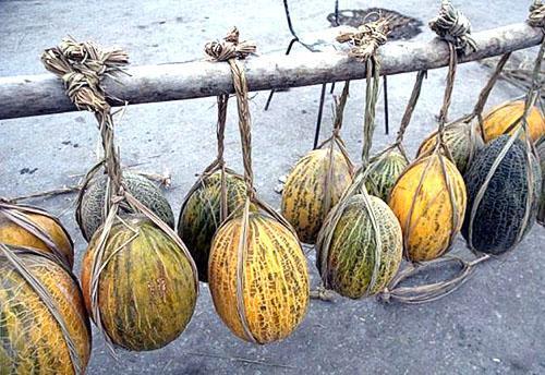 Variedades tardías de melones uzbecos.