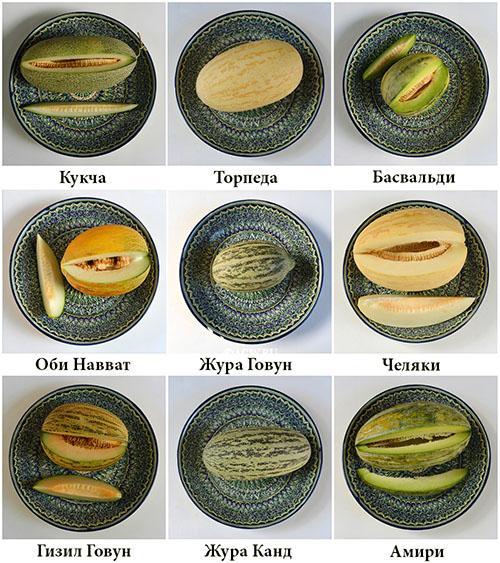 Variedades de melón torpedo