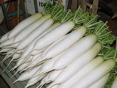 Récolte de radis Daikon