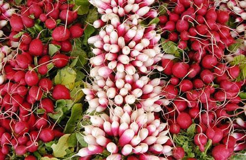 Différentes variétés de radis sur le marché